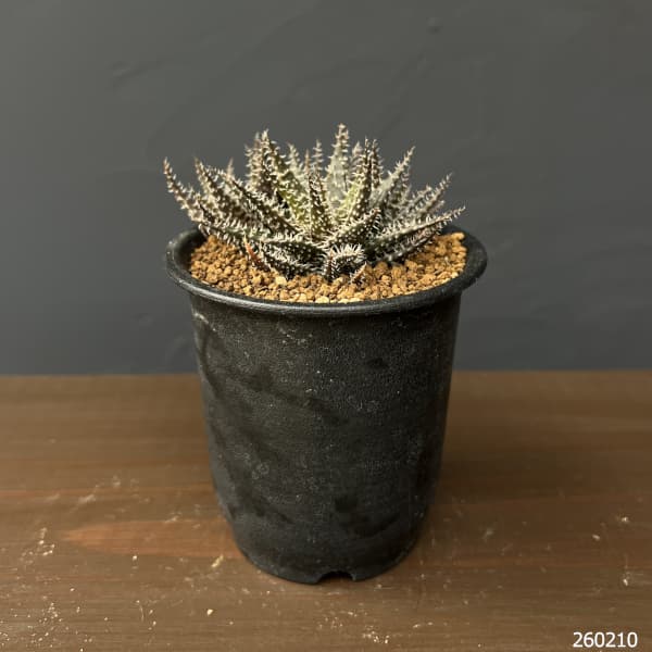 アロエ：ハオルチオイデス　3号