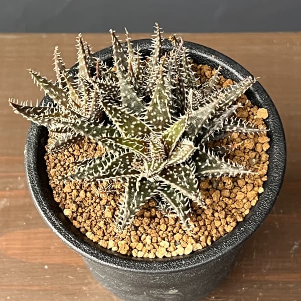 アロエ：ハオルチオイデス　3号