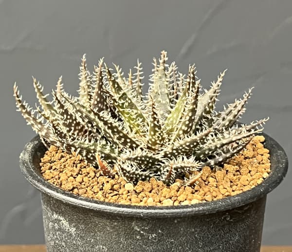 アロエ：ハオルチオイデス　3号