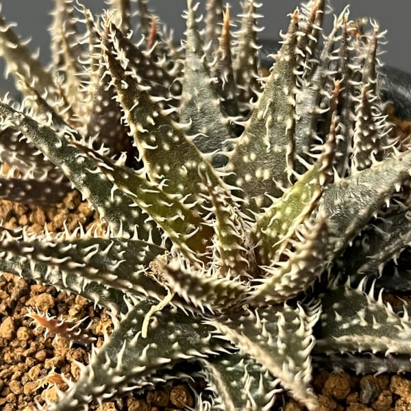 アロエ：ハオルチオイデス　3号