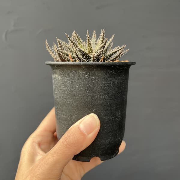 アロエ：ハオルチオイデス　3号