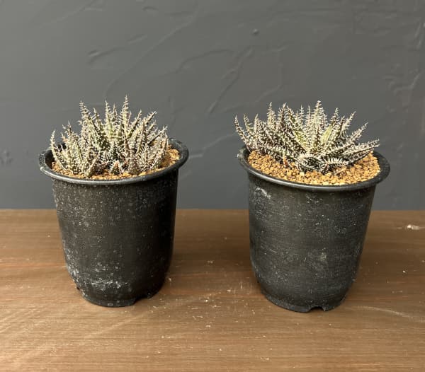 アロエ：ハオルチオイデス　3号