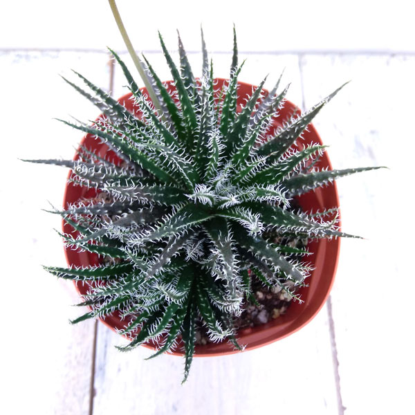 アロエ:ハオルチオイデス 3号