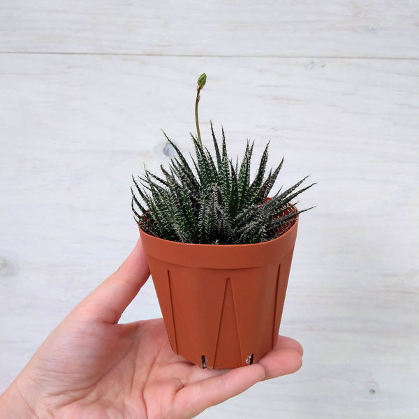 アロエ:ハオルチオイデス 3号