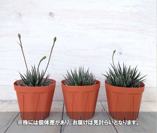 アロエ:ハオルチオイデス 3号