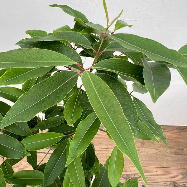 アマゾンオリーブ(ジャンボラン)7号鉢植え