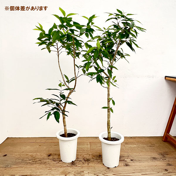 アマゾンオリーブ(ジャンボラン)7号鉢植え