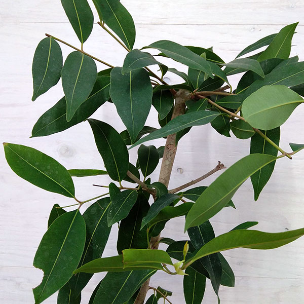 アマゾンオリーブ（ジャンボラン）7号鉢植え