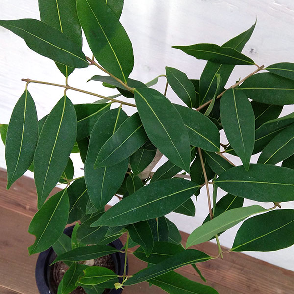 アマゾンオリーブ（ジャンボラン）7号鉢植え