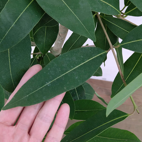 アマゾンオリーブ（ジャンボラン）7号鉢植え