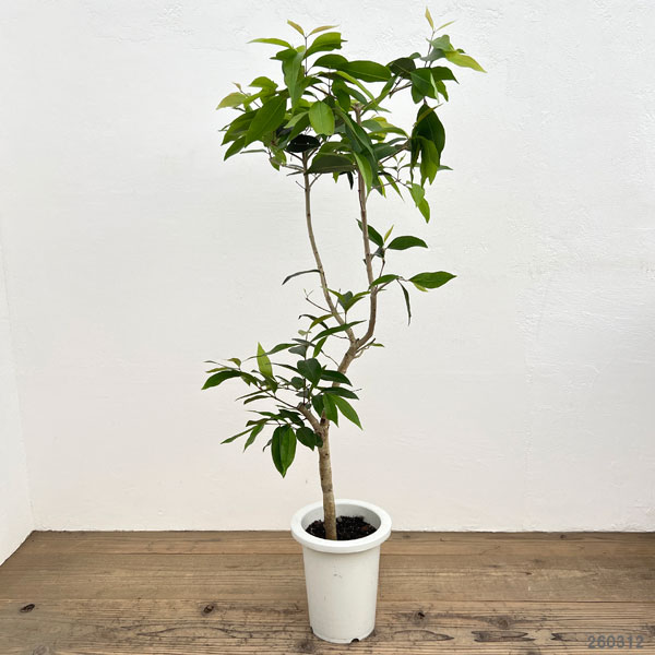 アマゾンオリーブ（ジャンボラン）7号鉢植え