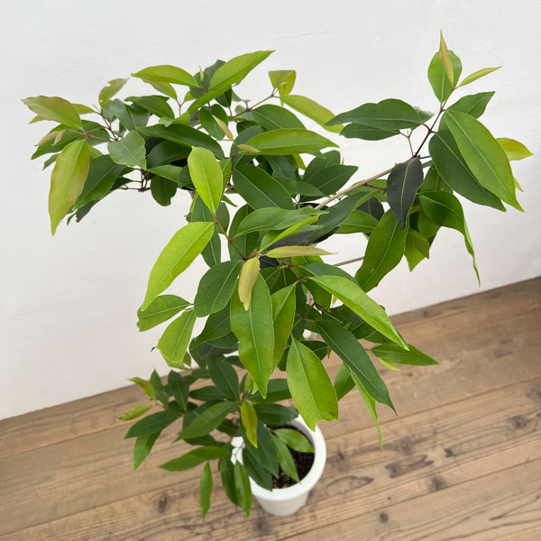 アマゾンオリーブ（ジャンボラン）7号鉢植え