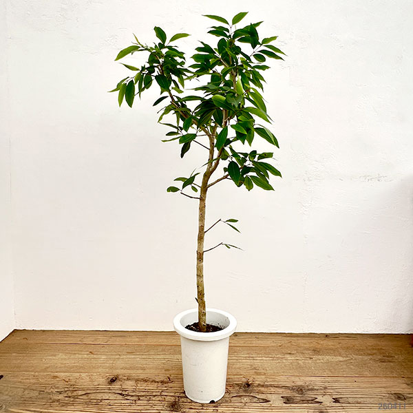 アマゾンオリーブ(ジャンボラン)7号鉢植え