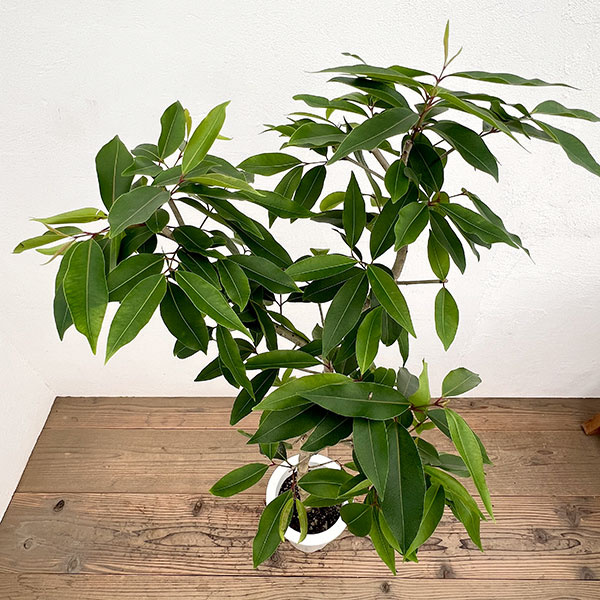 アマゾンオリーブ(ジャンボラン)7号鉢植え