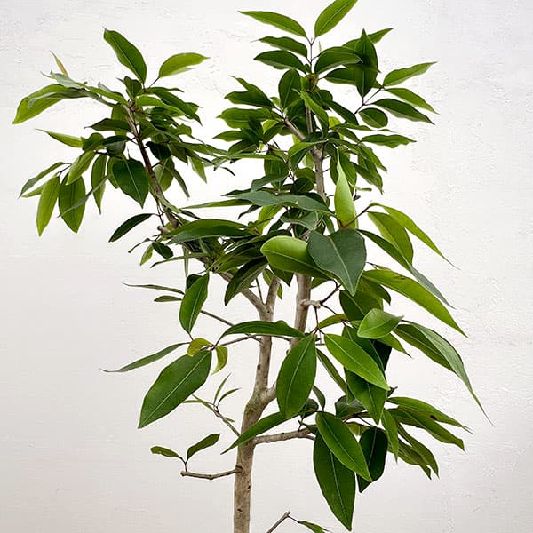 アマゾンオリーブ(ジャンボラン)7号鉢植え