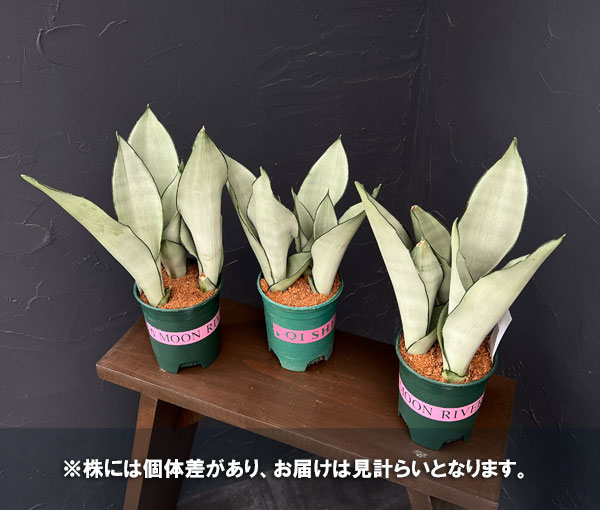 園芸ネット本店｜サンセベリア：シルバーキング（ムーンシャイン）3.5