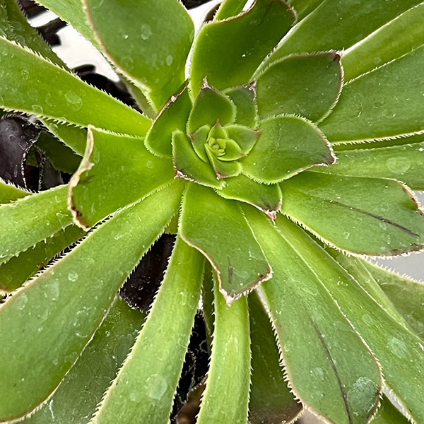 アエオニウム：黒法師（クロホウシ）3.5号ポット