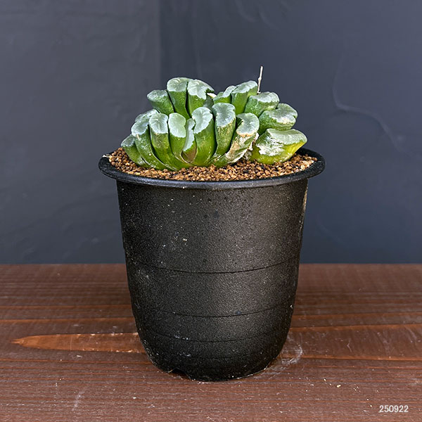 ハオルチア:玉扇 3号鉢植え*