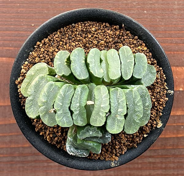 ハオルチア:玉扇 3号鉢植え*