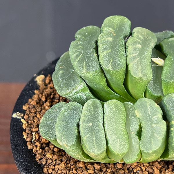 ハオルチア:玉扇 3号鉢植え*