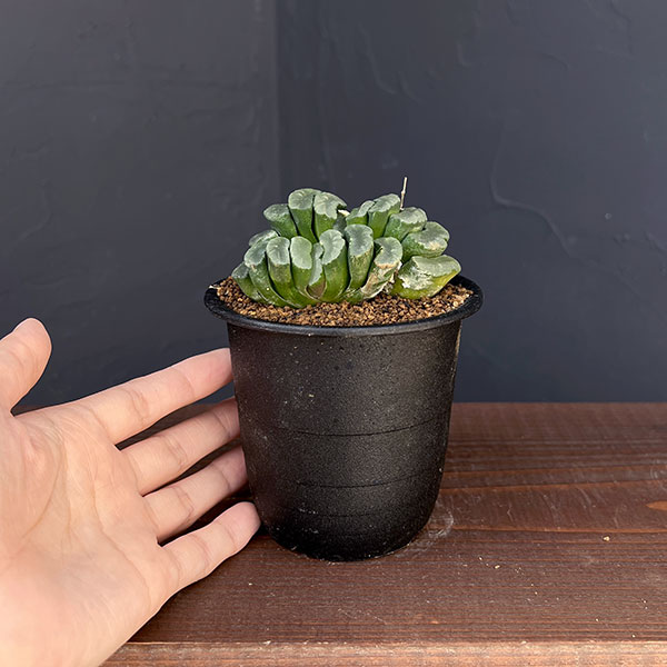 ハオルチア:玉扇 3号鉢植え*