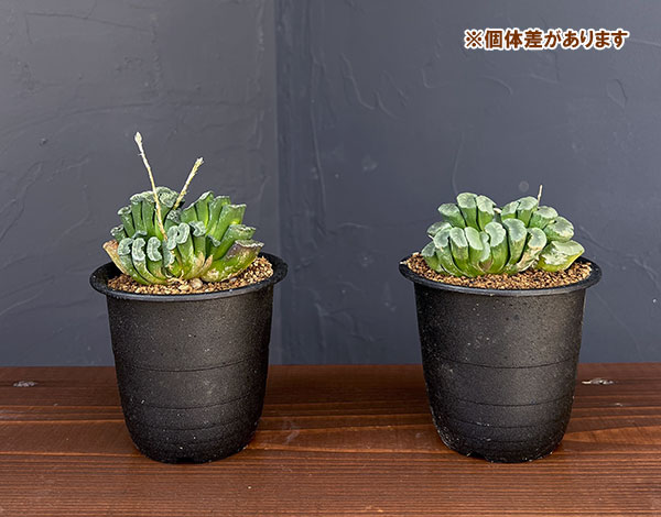 ハオルチア:玉扇 3号鉢植え*