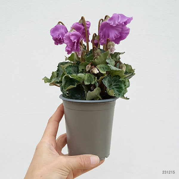 シクラメン:クロシェット(パープル系)3号ポット