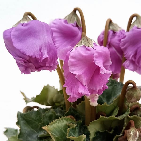 シクラメン:クロシェット(パープル系)3号ポット