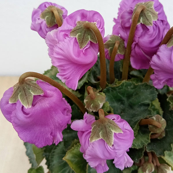 シクラメン:クロシェット(パープル系)3号ポット