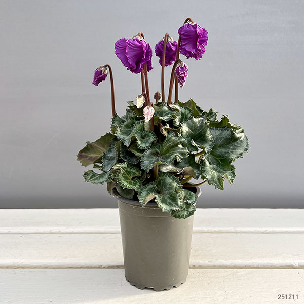 シクラメン:クロシェット(パープル系)3号ポット