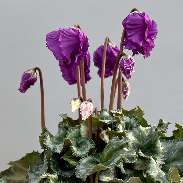 シクラメン:クロシェット(パープル系)3号ポット