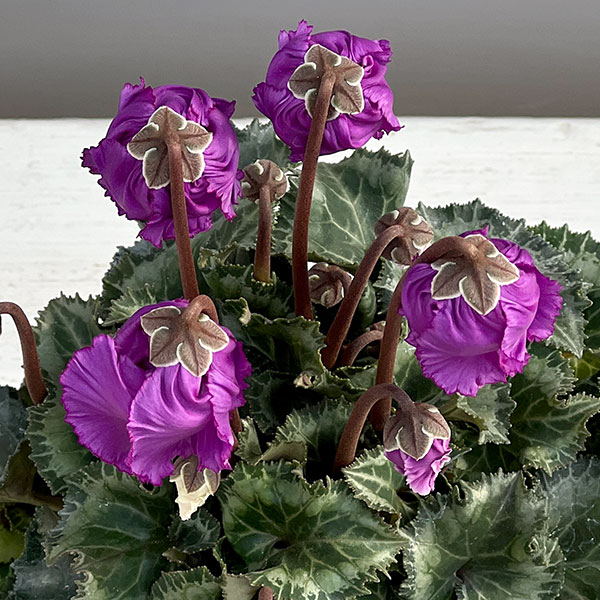 シクラメン:クロシェット(パープル系)3号ポット