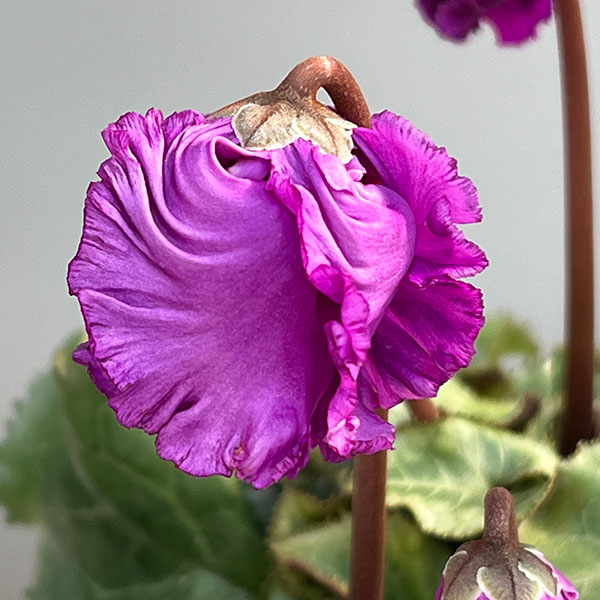 シクラメン:クロシェット(パープル系)3号ポット