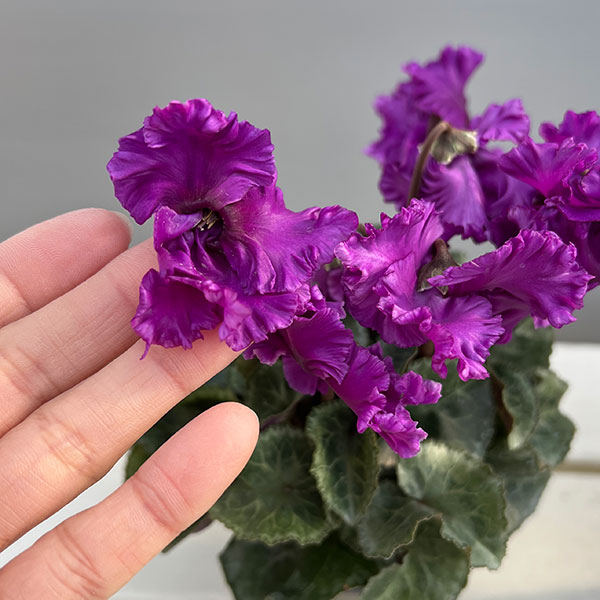 シクラメン:クロシェット(パープル系)3号ポット