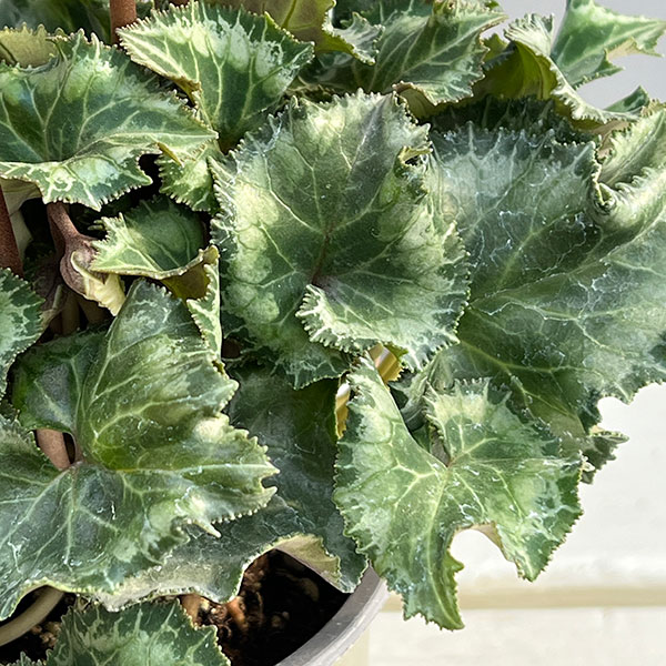 シクラメン:クロシェット(パープル系)3号ポット