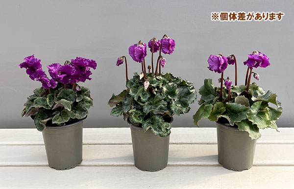 シクラメン:クロシェット(パープル系)3号ポット