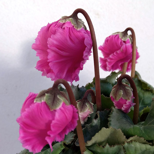 シクラメン:クロシェット(パープル系)3号ポット