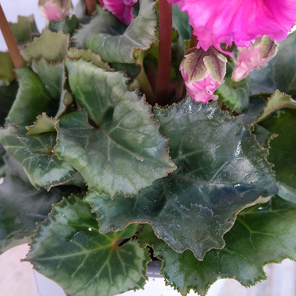 シクラメン:クロシェット(パープル系)3号ポット