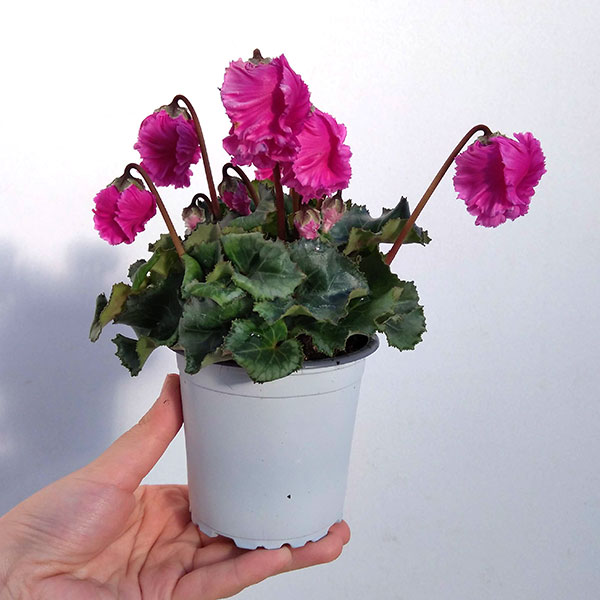 シクラメン:クロシェット(パープル系)3号ポット