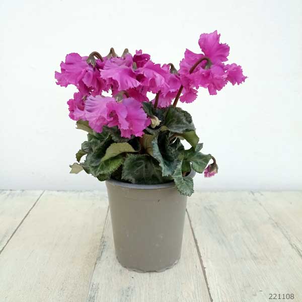 シクラメン:クロシェット(パープル系)3号ポット