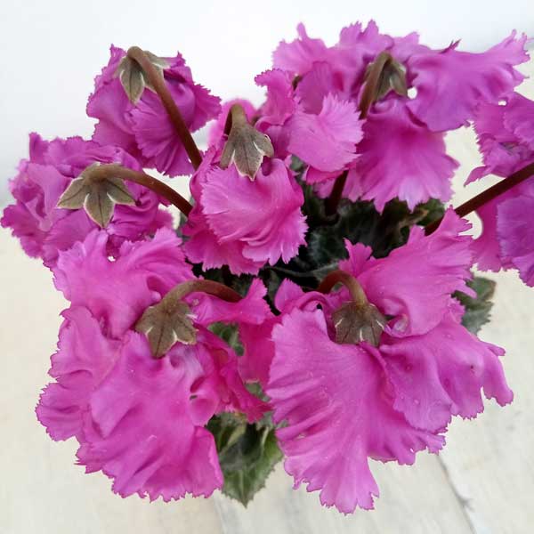 シクラメン:クロシェット(パープル系)3号ポット