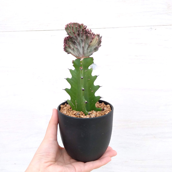 園芸ネット本店｜ユーフォルビア・ラクティア クリスタータ 3.5号 の