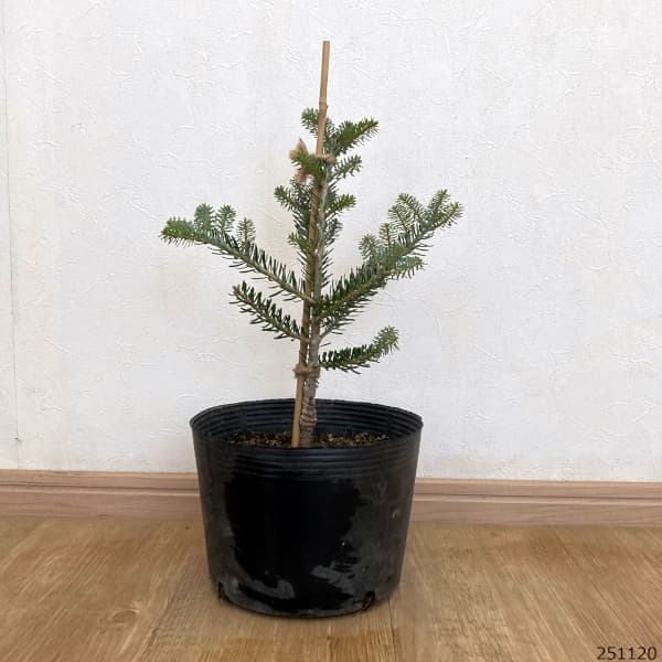 サイシュウシラベ：オーレア7号ポット