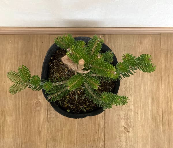 サイシュウシラベ：オーレア7号ポット