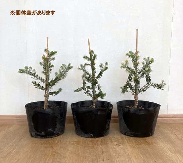 サイシュウシラベ：オーレア7号ポット