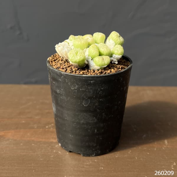 コノフィツム（原種系）：エクティプム 2.5号ポット