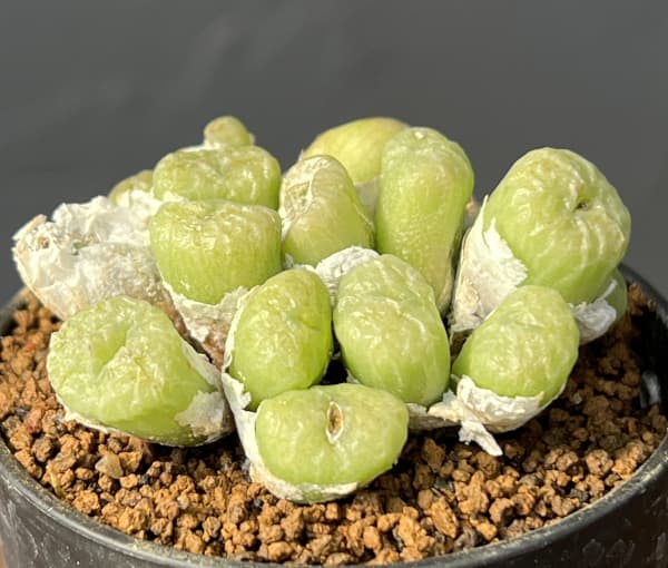 コノフィツム（原種系）：エクティプム 2.5号ポット