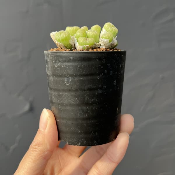 コノフィツム（原種系）：エクティプム 2.5号ポット