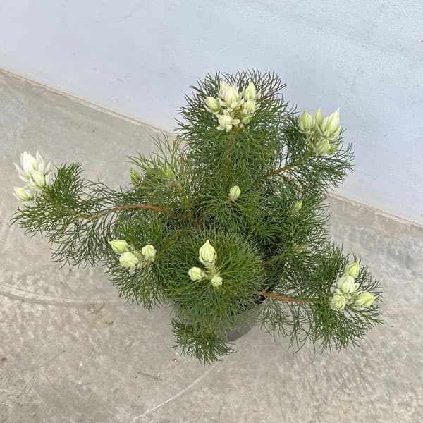 セルリア(ジョーイセルリア):ブラッシングブライド 7号24-01