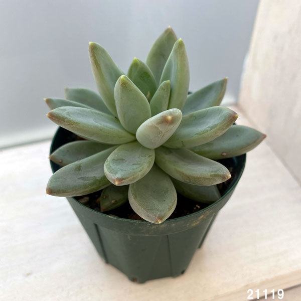 パキフィツム：ヒアリウム　2.5号ポット